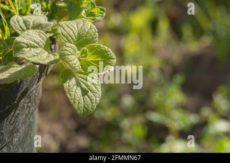gros plan des feuilles d'origan sur une plante en pot dans le jardin avec lumière du soleil Banque D'Images