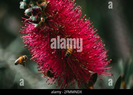 Les abeilles à la chasse Banque D'Images