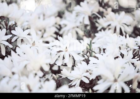 Magnolia stellata - étoile magnolia - printemps fleurs grand et blanc Banque D'Images