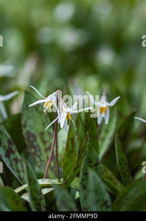 Truites Lily fleurs sauvages qui poussent sur le plancher de la forêt au Canada. Banque D'Images