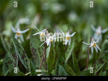 Truites Lily fleurs sauvages qui poussent sur le plancher de la forêt au Canada. Banque D'Images