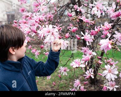 Jeune garçon regardant les fleurs roses sur le magnolia le jour du printemps. Banque D'Images