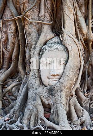 Cultivé en Bouddha à l'ancien temple de Wat Maha C'est à Ayutthaya Banque D'Images