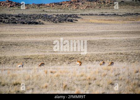 Dans le domaine de l'Antilope d'Antelope Island State Park, Utah Banque D'Images