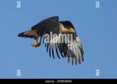 Un Caracara à crête en vol près de Tucson, Arizona. Banque D'Images