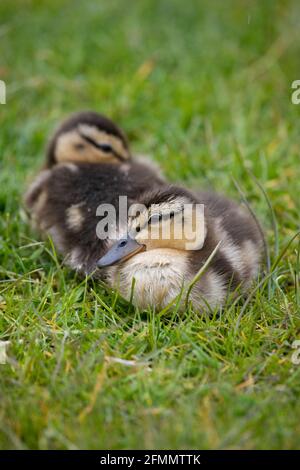 Deux ravissantes canetons de Canard colvert au printemps, dans le North Yorkshire, au Royaume-Uni. Canard colvert ou canard sauvage (Aras platyrhynchos) Banque D'Images