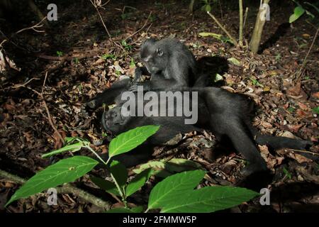 Un macaque à crête noire (Macaca nigra) de Sulawesi est soigné par un autre individu dans la réserve naturelle de Tangkoko, au nord de Sulawesi, en Indonésie. Les scientifiques primates ont révélé que les réseaux de toilettage de ces macaques en danger critique sont robustes. Les relations et les activités sociales sont fortement influencées par la hiérarchie sociale et faiblement limitées par la parenté. Banque D'Images