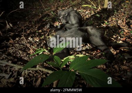 Un macaque à crête noire (Macaca nigra) de Sulawesi est soigné par un autre individu dans la réserve naturelle de Tangkoko, au nord de Sulawesi, en Indonésie. Les scientifiques primates ont révélé que les réseaux de toilettage de ces macaques en danger critique sont robustes. Les relations et les activités sociales sont fortement influencées par la hiérarchie sociale et faiblement limitées par la parenté. Banque D'Images