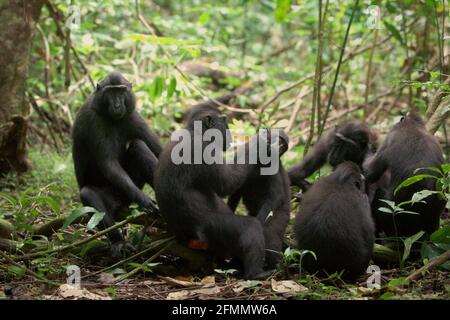 Une troupe de macaques à cragoût noir de Sulawesi (Macaca nigra) est photographiée pendant leur activité sociale dans la réserve naturelle de Tangkoko, au nord de Sulawesi, en Indonésie. Les scientifiques primates ont révélé que les réseaux de toilettage de ces macaques en danger critique sont robustes. Les relations et les activités sociales sont fortement influencées par la hiérarchie sociale et faiblement limitées par la parenté. Banque D'Images