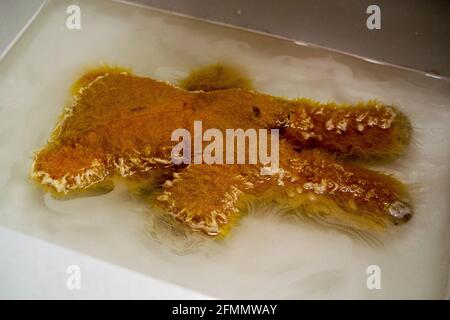 Ours en peluche vieux et usé lavé dans un lavabo/lavabo blanc. Savon et eau sale. Banque D'Images