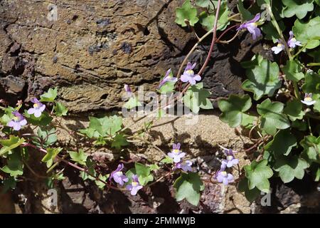 Cymbalaria muralis Lin Ã feuilles avivées – mauve fleurs Ã deux lèvres et feuilles vertes Ã bords rouges lobées, mai, Angleterre, Royaume-Uni Banque D'Images