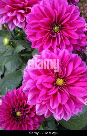 Dahlia 'Violet Flame' Décorative Dahlia rose foncé fleurs magenta avec pétales incurvés, mai, Angleterre, Royaume-Uni Banque D'Images