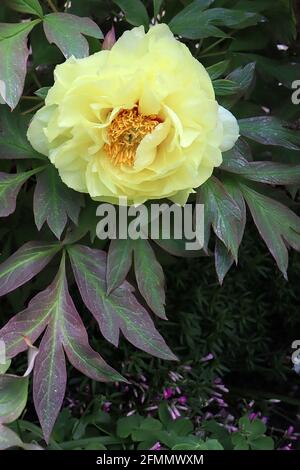 Paeonia ‘Soleil sur la face’ Paony à séquelles Sunshine – jaune pâle, fleurs semi-doubles et feuilles vertes ailées de rouge, mai, Angleterre, Royaume-Uni Banque D'Images