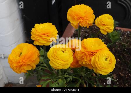 Ranunculus asiticus perse buttercup – fleurs roseforum jaune doré avec plusieurs couches de pétales, May, Angleterre, Royaume-Uni Banque D'Images