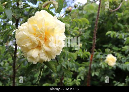 Rosa ‘Malvern Hills’ (Ra) Rose Malvern Hills – fleurs jaunes pâle doubles en vrac, mai, Angleterre, Royaume-Uni Banque D'Images