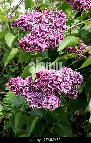 Syringa vulgaris ‘détection’ sensation lilas – fleurs violets simples à bords blancs en panicules coniques, mai, Angleterre, Royaume-Uni Banque D'Images