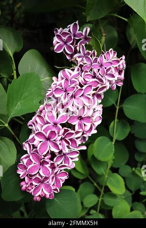 Syringa vulgaris ‘détection’ sensation lilas – fleurs violets simples à bords blancs en panicules coniques, mai, Angleterre, Royaume-Uni Banque D'Images