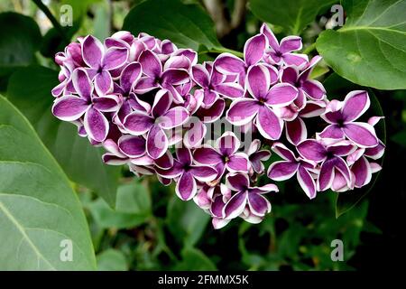 Syringa vulgaris ‘détection’ sensation lilas – fleurs violets simples à bords blancs en panicules coniques, mai, Angleterre, Royaume-Uni Banque D'Images