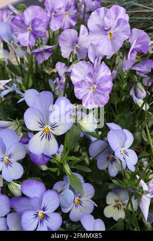 Violette / Pansy «Columbine» et «Plantifall Frost» fleurs violettes et blanches marbrées aux pétales arrondis et fleurs bleu lavande à la tache blanche Banque D'Images