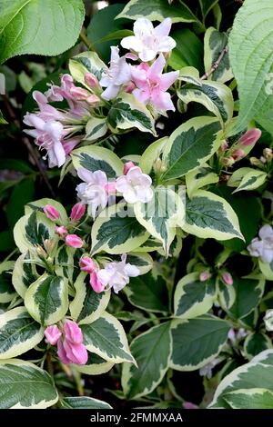 Weigela florida ‘Variegata’ fleurs roses Pale à dos pétale rose profond, feuillage variégé, mai, Angleterre, Royaume-Uni Banque D'Images