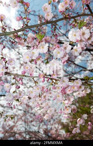 cerisiers en fleurs vus d'en bas sous un ciel bleu Banque D'Images
