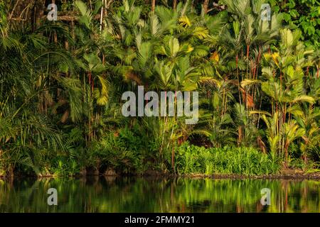 Le bambou et le feuillage de la jungle se reflètent dans l'eau du lac Symphony dans les jardins botaniques de Singapour. Banque D'Images