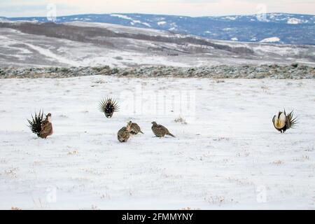 Tétras des armoises Centrocercus urophasianus se de Walden, Colorado, États-Unis 20 avril 2018 Adulte, homme et femme Phasianidae Banque D'Images