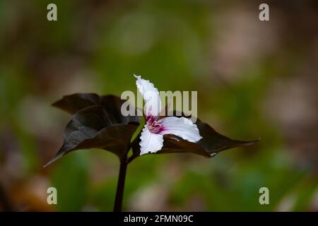 Une plante de trillium peinte avec fleur, Trillium undulatum, poussant dans la nature sauvage des montagnes Adirondack au début du printemps. Banque D'Images