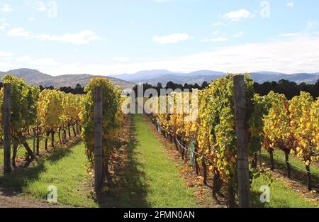 Hobart Winery, Coal River Valley, vignoble australien, image d'automne. Banque D'Images