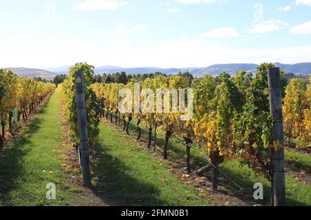 Hobart Winery, Coal River Valley, vignoble australien, image d'automne. Banque D'Images