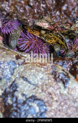 Oursin pourpre ou Strongylocentrotus purpuratus coincé entre les rochers à marée basse Banque D'Images