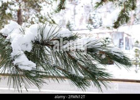 une branche de pin couverte de neige en hiver Banque D'Images