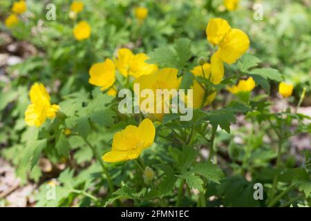 Stylophorum diphyllum - coquelicot celandine. Banque D'Images