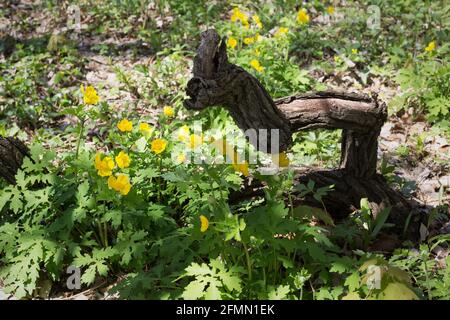 Stylophorum diphyllum - coquelicot celandine. Banque D'Images