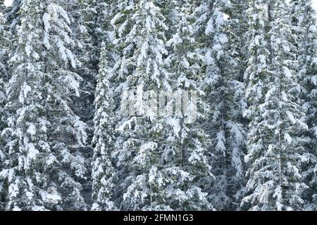 Une image de paysage d'arbres à feuilles persistantes recouverts d'une tempête de neige printanière dans les régions rurales de l'Alberta au Canada. Banque D'Images