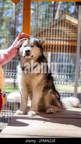 Un joli et gentil berger de Malamute d'Alaska est assis dans une enceinte derrière des bars et regarde avec des yeux intelligents. Volière intérieure. Le chien est actionné par Banque D'Images