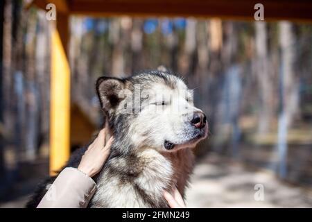 Un joli et gentil berger de Malamute d'Alaska est assis dans une enceinte derrière des bars et regarde avec des yeux intelligents. Volière intérieure. Le chien est actionné par Banque D'Images