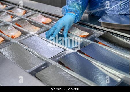 Le travailleur place les morceaux et les coins de saumon par remettez le convoyeur dans les plateaux pour l'emballage sous vide Banque D'Images