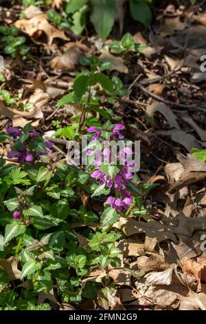 Vue rapprochée sur la nature des fleurs d'ortie mauves tachetées naturalisées floraison dans un ravin de bois isolé Banque D'Images