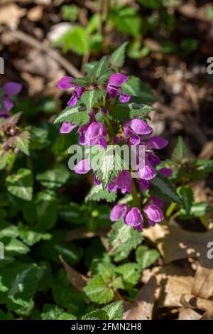 Vue rapprochée sur la nature des fleurs d'ortie mauves tachetées naturalisées floraison dans un ravin de bois isolé Banque D'Images