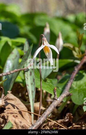 Vue rapprochée des fleurs sauvages de nénuphars blancs non cultivées (erythronium albidum) floraison dans un ravin de bois isolé Banque D'Images