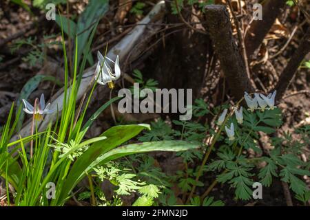 Vue rapprochée des fleurs sauvages de nénuphars blancs non cultivées (erythronium albidum) floraison dans un ravin de bois isolé Banque D'Images