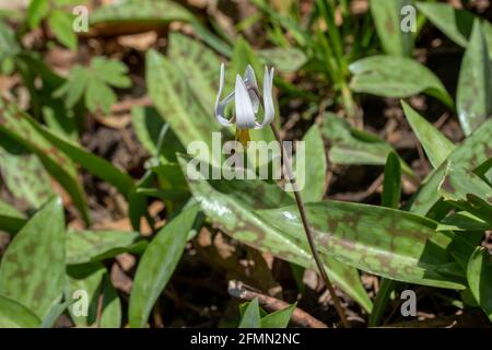 Vue rapprochée des fleurs sauvages de nénuphars blancs non cultivées (erythronium albidum) floraison dans un ravin de bois isolé Banque D'Images