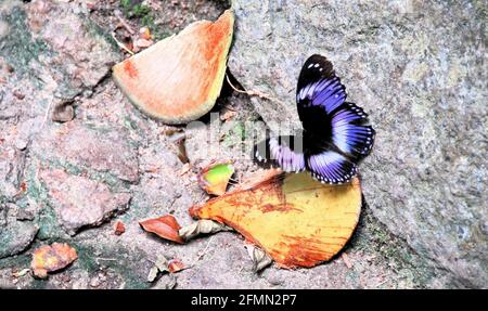 Un papillon bleu de diadème repose sur le sol dans une forêt tropicale au Ghana, en Afrique de l'Ouest. Banque D'Images