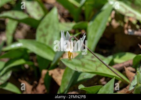 Vue rapprochée des fleurs sauvages de nénuphars blancs non cultivées (erythronium albidum) floraison dans un ravin de bois isolé Banque D'Images