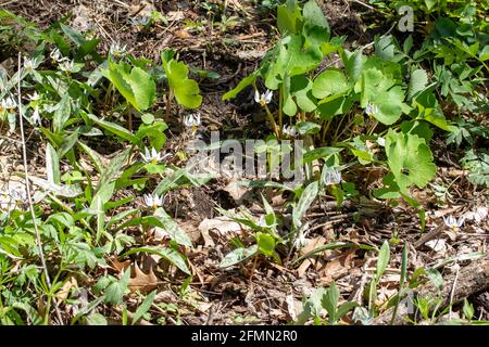 Vue rapprochée des fleurs sauvages de nénuphars blancs non cultivées (erythronium albidum) floraison dans un ravin de bois isolé Banque D'Images