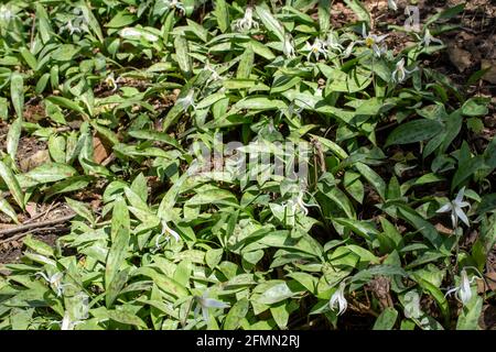 Vue rapprochée des fleurs sauvages de nénuphars blancs non cultivées (erythronium albidum) floraison dans un ravin de bois isolé Banque D'Images