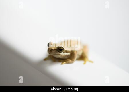 mise au point sélective et faible profondeur de champ sur la tête d'une petite grenouille d'arbre amphibien Banque D'Images