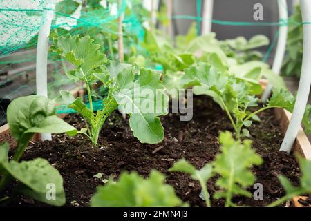 Jeunes plants de chou frisé en jardinière en bois avec couvre-rangs et filets. Plusieurs vert luxuriant écossais heirloom kale connu sous le nom de Dwarf Green Curled, DWA Banque D'Images