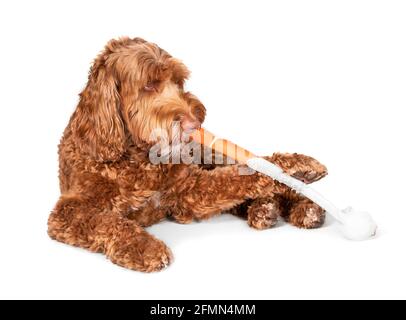 Le chien de Labradoodle mâche sur un bâton en plastique. Le grand chien féminin, très doux, ronge un bâton de balle tout en le tenant avec une patte. Concept pour alésé d Banque D'Images